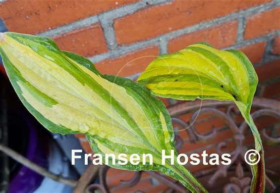 Hosta Lipstick Kiss